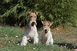 FOX TERRIER 083